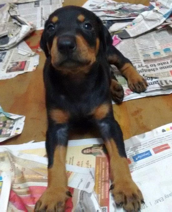 DogsIndia.com - Dobermann - Matchpoint Kennels