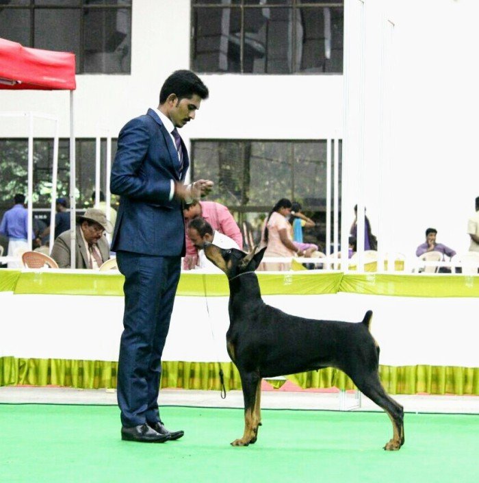 DogsIndia.com - Dobermann Pincher - Mayaa Kennels