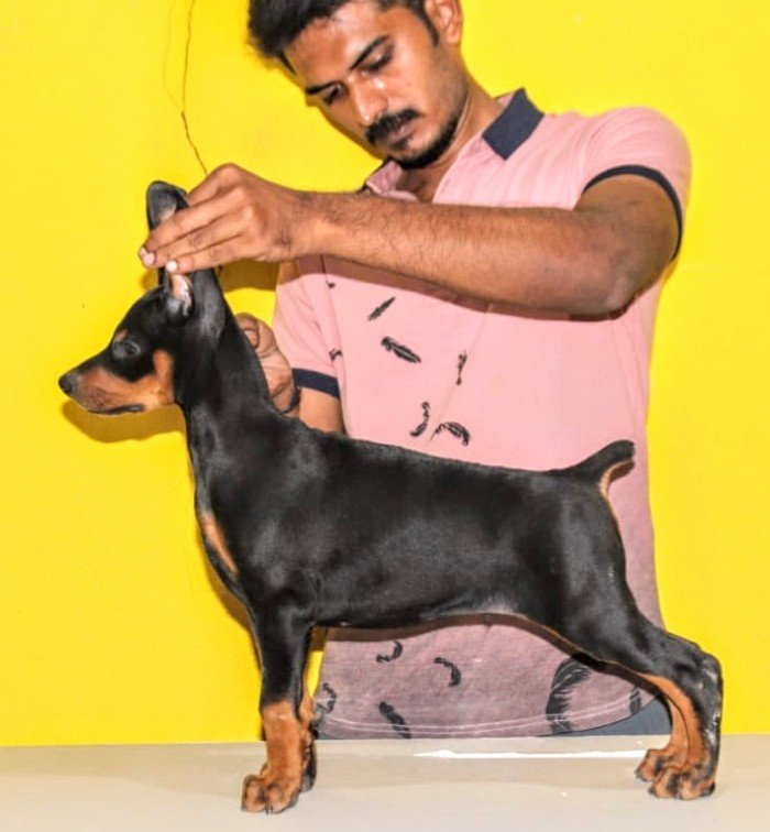 DogsIndia.com - Dobermann Pincher - Mayaa Kennels