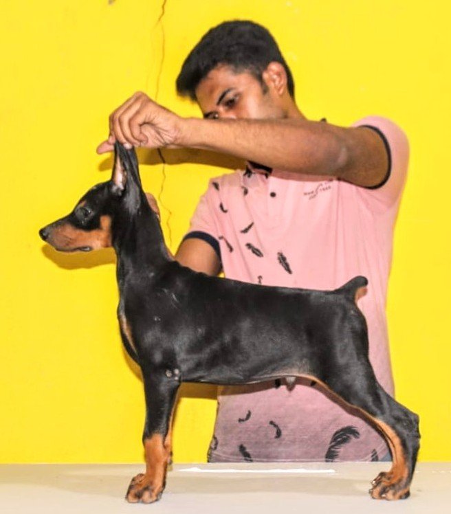 DogsIndia.com - Dobermann Pincher - Mayaa Kennels