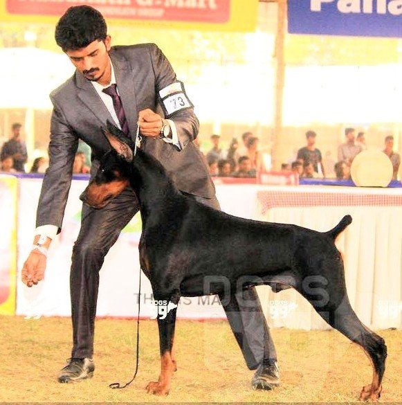 DogsIndia.com - Dobermann Pincher - Mayaa Kennels