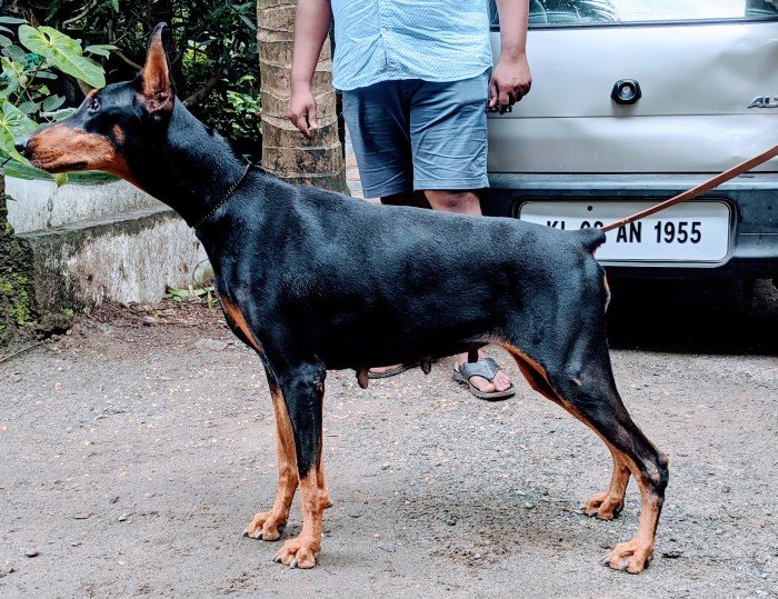 DogsIndia.com - Dobermann - Niche Kennels - Vetri