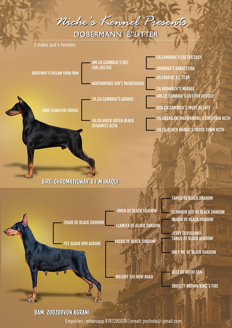 DogsIndia.com - Dobermann - Niche Kennels - Vetri