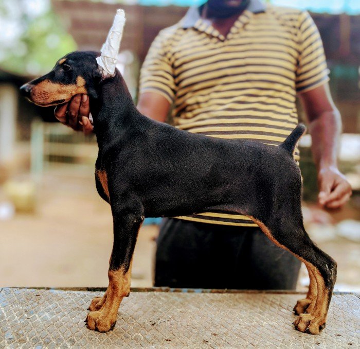 DogsIndia.com - Dobermann - Niche Kennels - Vetri