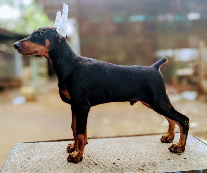 DogsIndia.com - Dobermann - Niche Kennels - Vetri