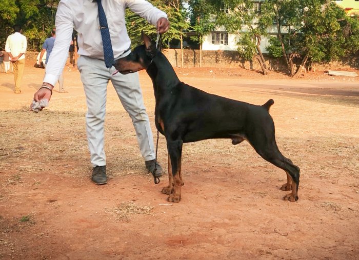 DogsIndia.com - Dobermann - Niche Kennels - Vetri
