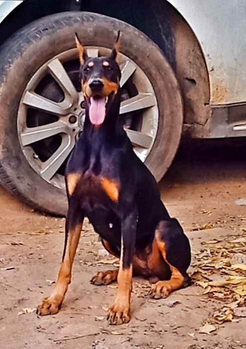 DogsIndia.com  Dobermann  Prabhakar