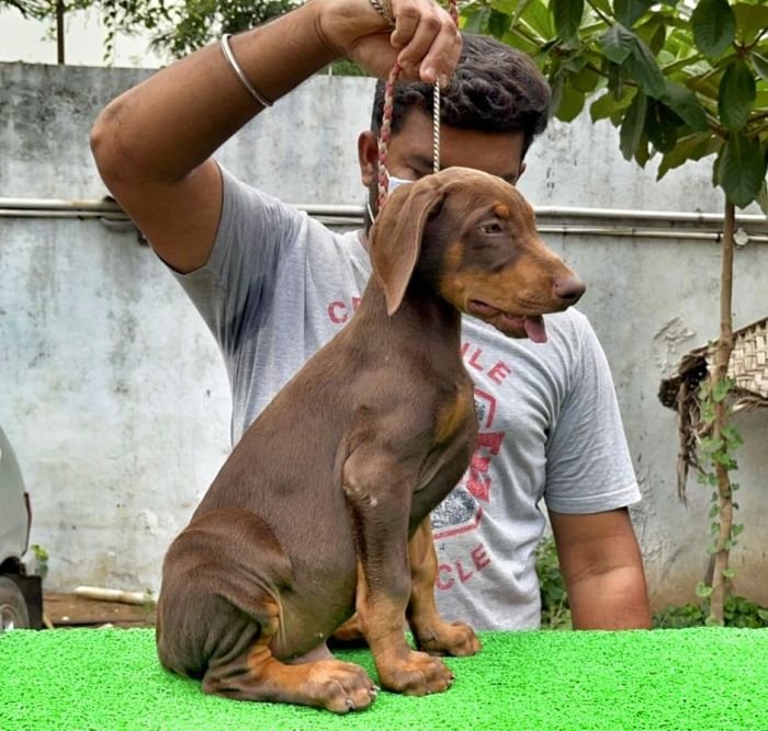 DogsIndia.com  Dobermann  Prabhakar