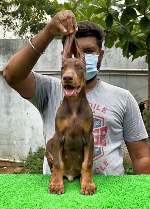 DogsIndia.com  Dobermann  Prabhakar
