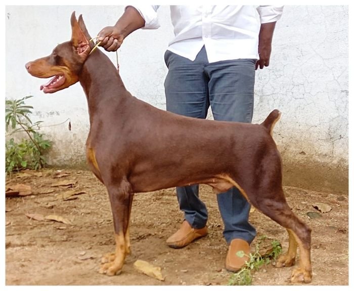 DogsIndia.com  Dobermann  Prabhakar