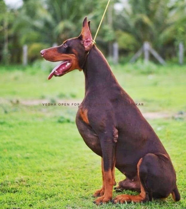 DogsIndia.com  Dobermann  Prabhakar