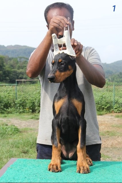DogsIndia.com - Dobermann Pinscher - Prathik - Vigour Kennel