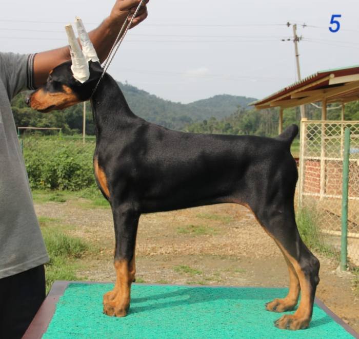 DogsIndia.com - Dobermann Pinscher - Prathik - Vigour Kennel