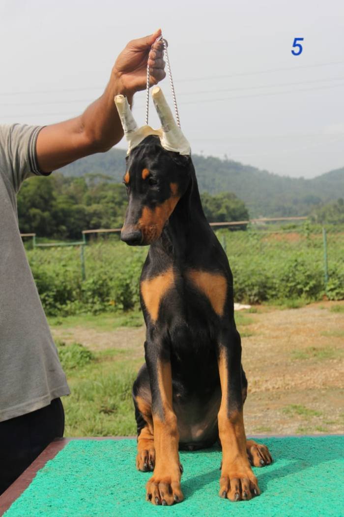 DogsIndia.com - Dobermann Pinscher - Prathik - Vigour Kennel
