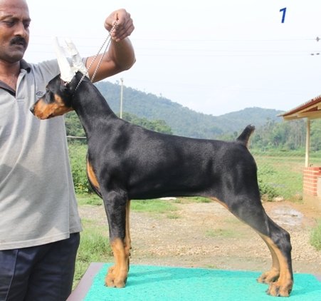 DogsIndia.com - Dobermann Pinscher - Prathik - Vigour Kennel