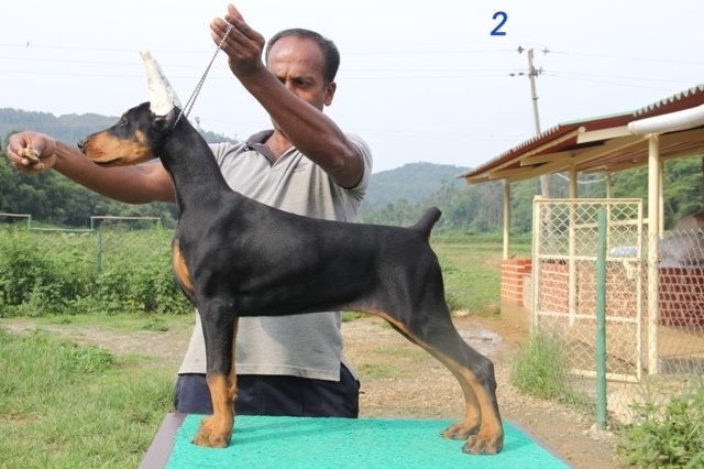 DogsIndia.com - Dobermann Pinscher - Prathik - Vigour Kennel