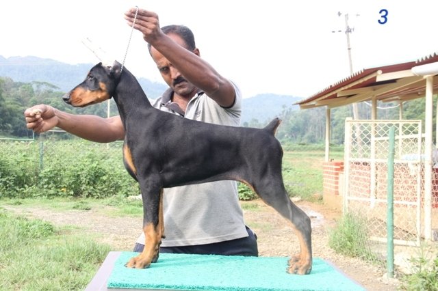 DogsIndia.com - Dobermann Pinscher - Prathik - Vigour Kennel