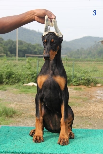 DogsIndia.com - Dobermann Pinscher - Prathik - Vigour Kennel