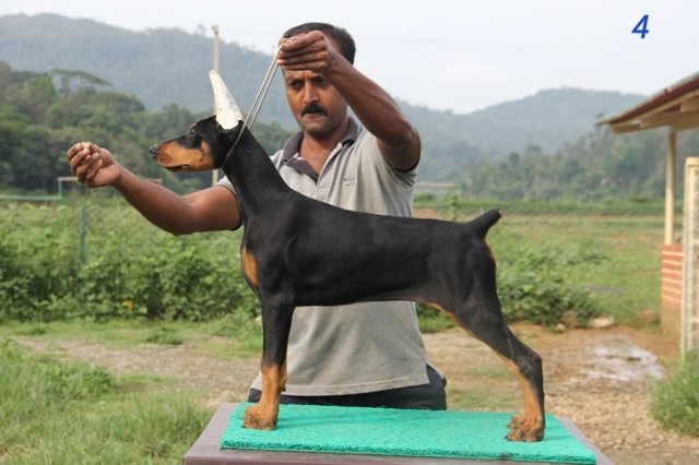 DogsIndia.com - Dobermann Pinscher - Prathik - Vigour Kennel