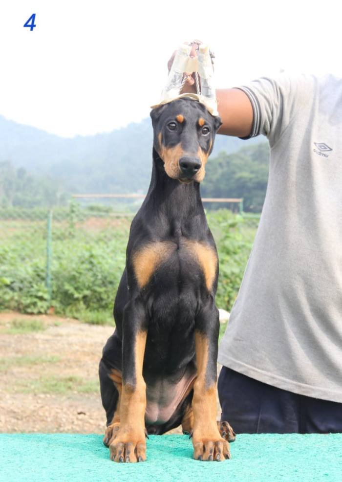 DogsIndia.com - Dobermann Pinscher - Prathik - Vigour Kennel