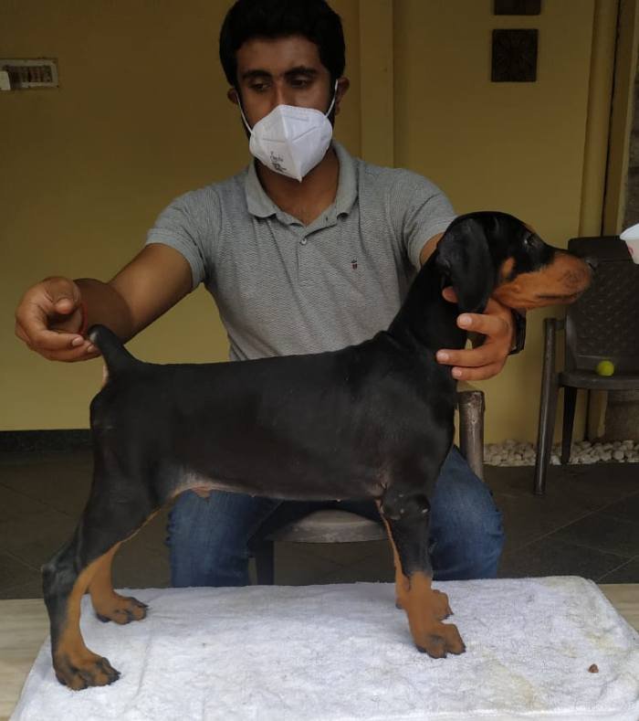 DogsIndia.com - Dobermann - Prithviraj
