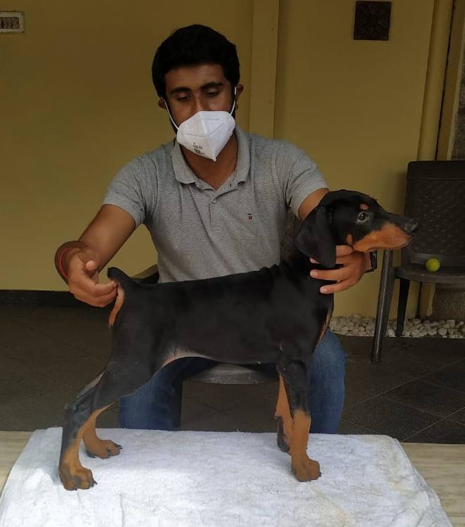 DogsIndia.com - Dobermann - Prithviraj