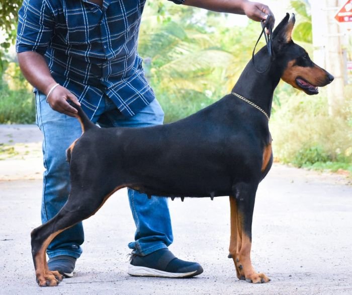 DogsIndia.com Dobermann Raghlin