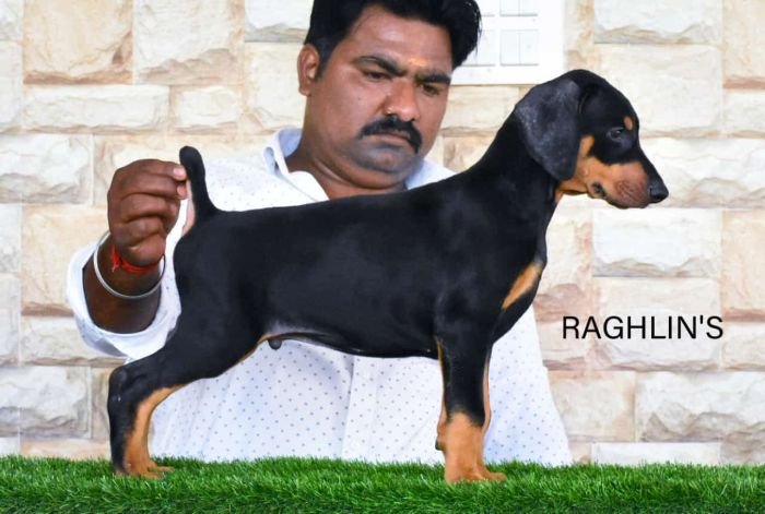 DogsIndia.com Dobermann Raghlin