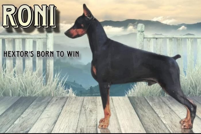 DogsIndia.com Dobermann Raghlin