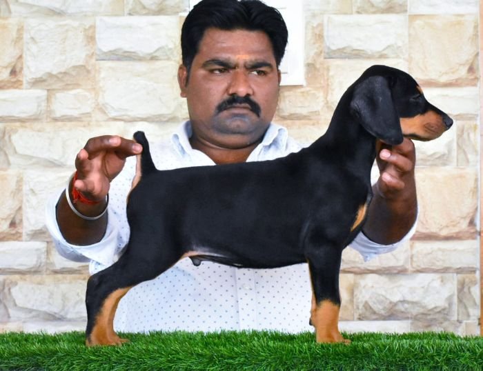 DogsIndia.com - Dobe - Raghlin