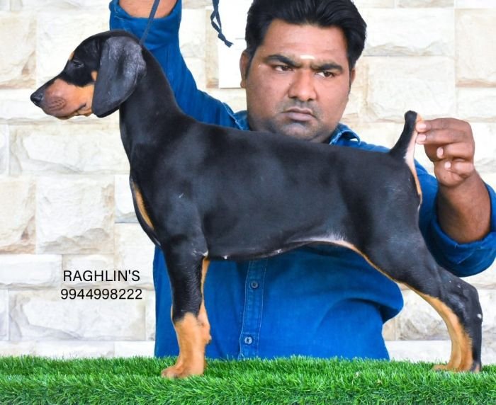 DogsIndia.com - Dobe - Raghlin