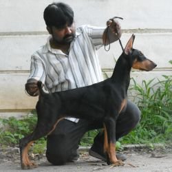 DogsIndia.com  Dobermann  Raghlin