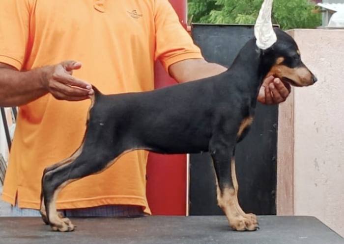 DogsIndia.com - Dobermann Pinscher - Raghu