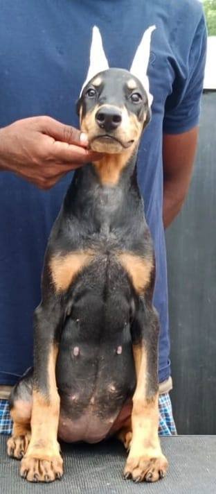 DogsIndia.com - Dobermann Pinscher - Raghu