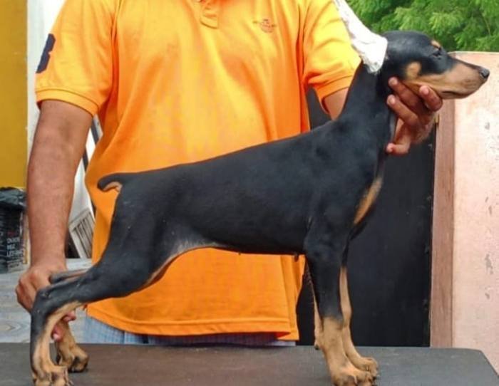 DogsIndia.com - Dobermann Pinscher - Raghu