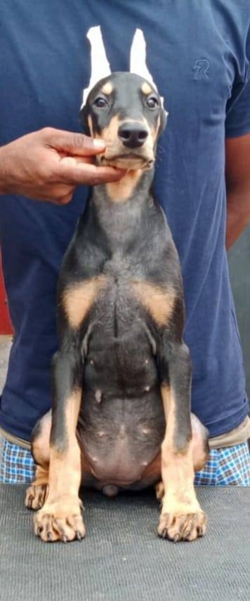 DogsIndia.com - Dobermann Pinscher - Raghu