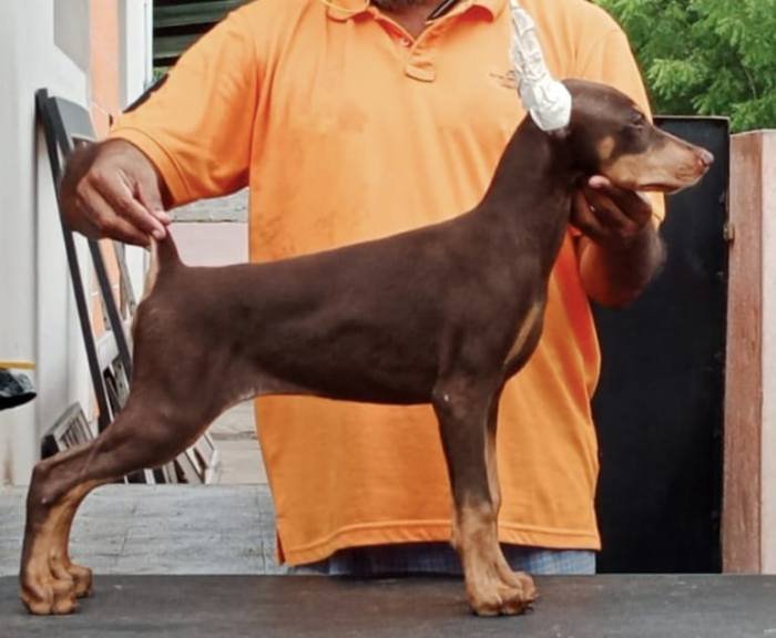 DogsIndia.com - Dobermann Pinscher - Raghu