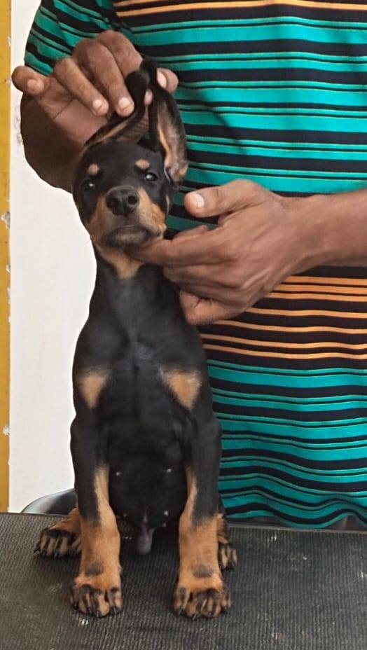 DogsIndia.com - Dobermann Pinscher - Raghu