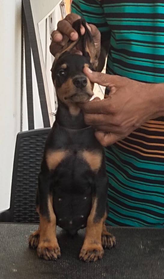 DogsIndia.com - Dobermann Pinscher - Raghu