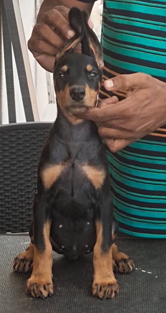 DogsIndia.com - Dobermann Pinscher - Raghu