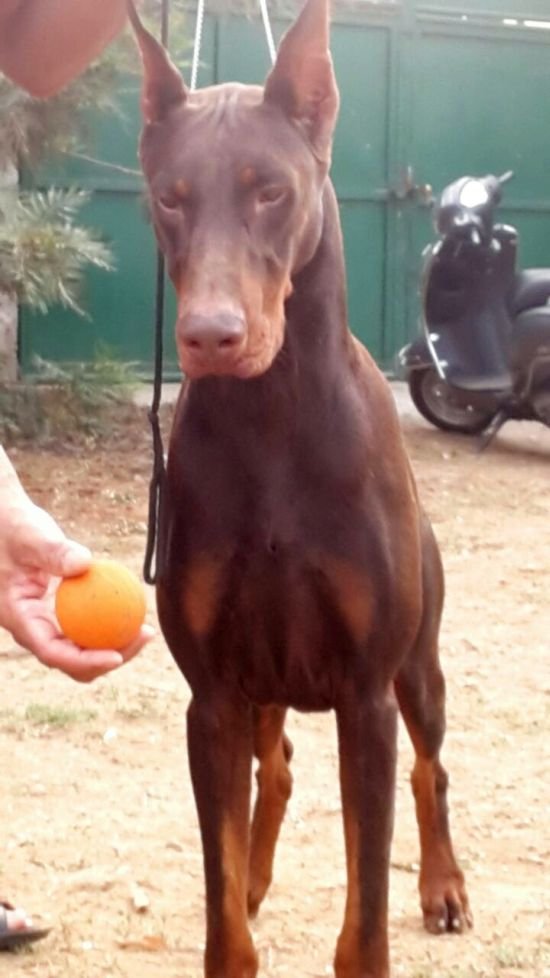 DogsIndia.com - Dobermann Grown Up For Sale - Rionna Kennels