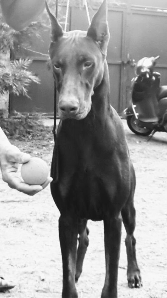 DogsIndia.com - Dobermann Grown Up For Sale - Rionna Kennels