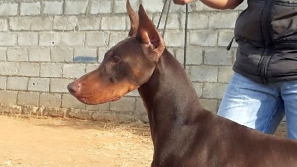 DogsIndia.com - Dobermann Grown Up For Sale - Rionna Kennels