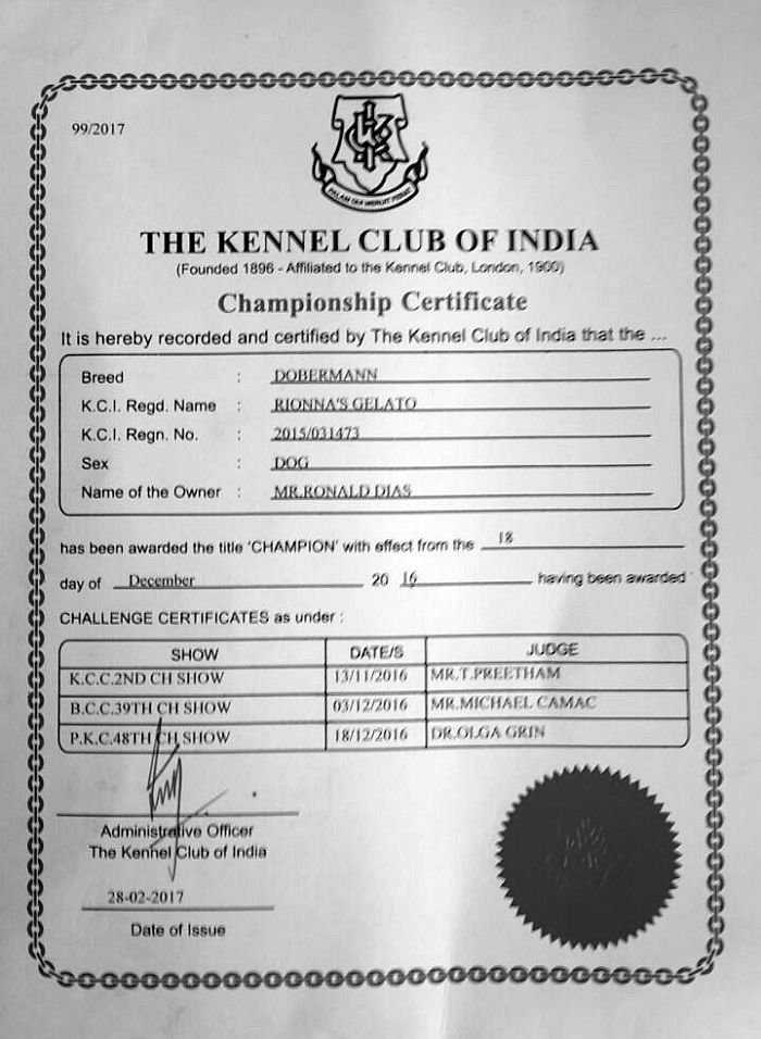 DogsIndia.com - Dobermann Grown Up For Sale - Rionna Kennels