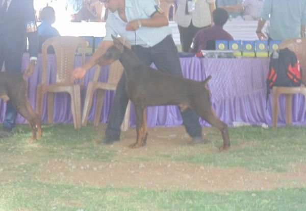 DogsIndia.com - Dobermann Grown Up For Sale - Rionna Kennels