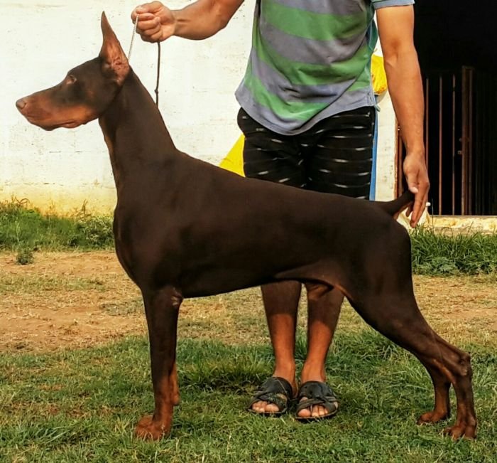 DogsIndia.com - Dobermann Grown Up For Sale - Rionna Kennels