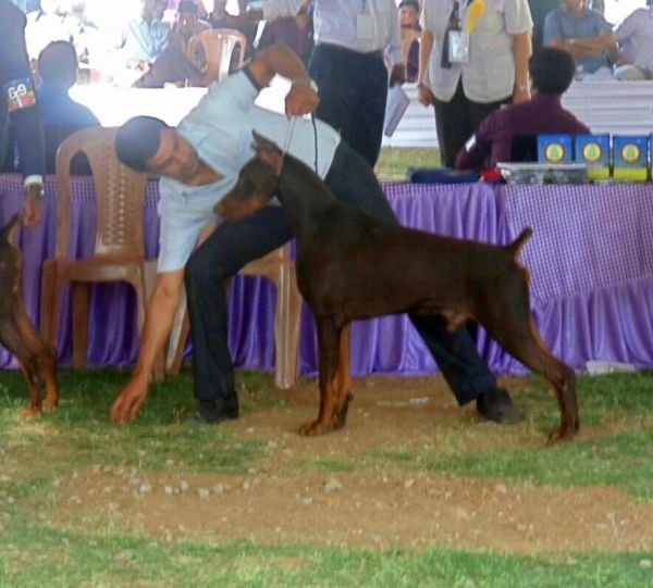 DogsIndia.com - Dobermann Grown Up For Sale - Rionna Kennels