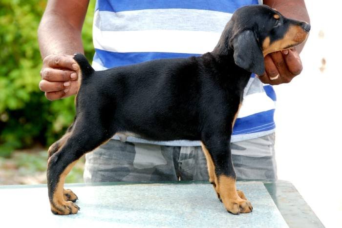 DogsIndia.com - Dobermann - Sasi Kumar