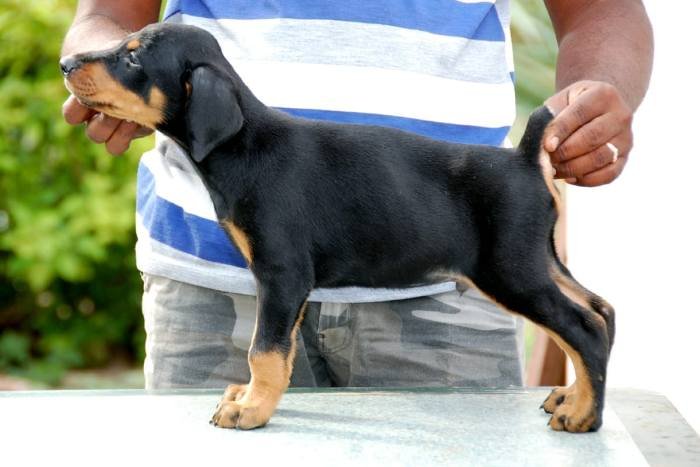 DogsIndia.com - Dobermann - Sasi Kumar