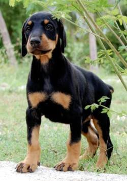 DogsIndia.com - Dobermann - Sasi Kumar